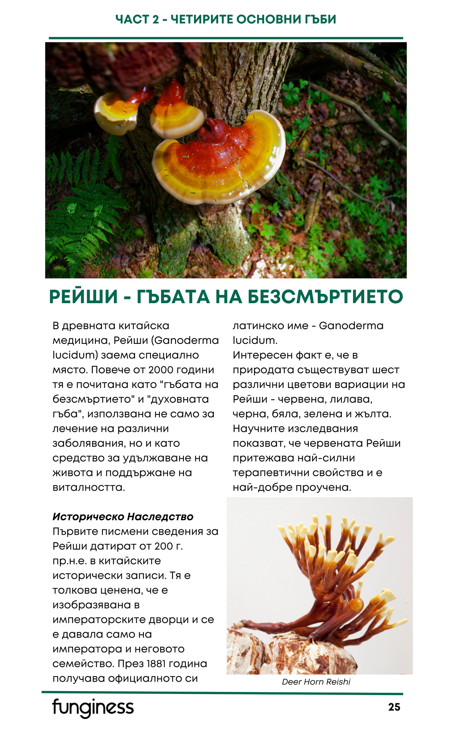 Електронна книга - Тайнате на лечебните гъби